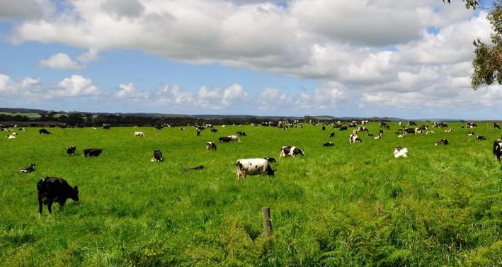 澳洲妈妈买什么奶粉,澳洲妈妈都选哪款婴儿奶粉