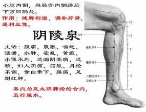 精索静脉曲张艾灸灸哪个穴位,静脉曲张可以艾灸足三里吗