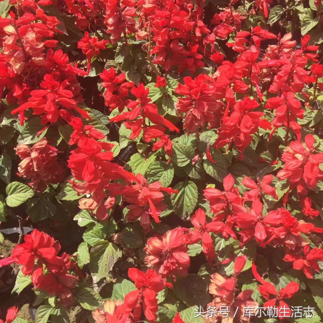 库尔勒绿化带,库尔勒绿化带灌木是什么