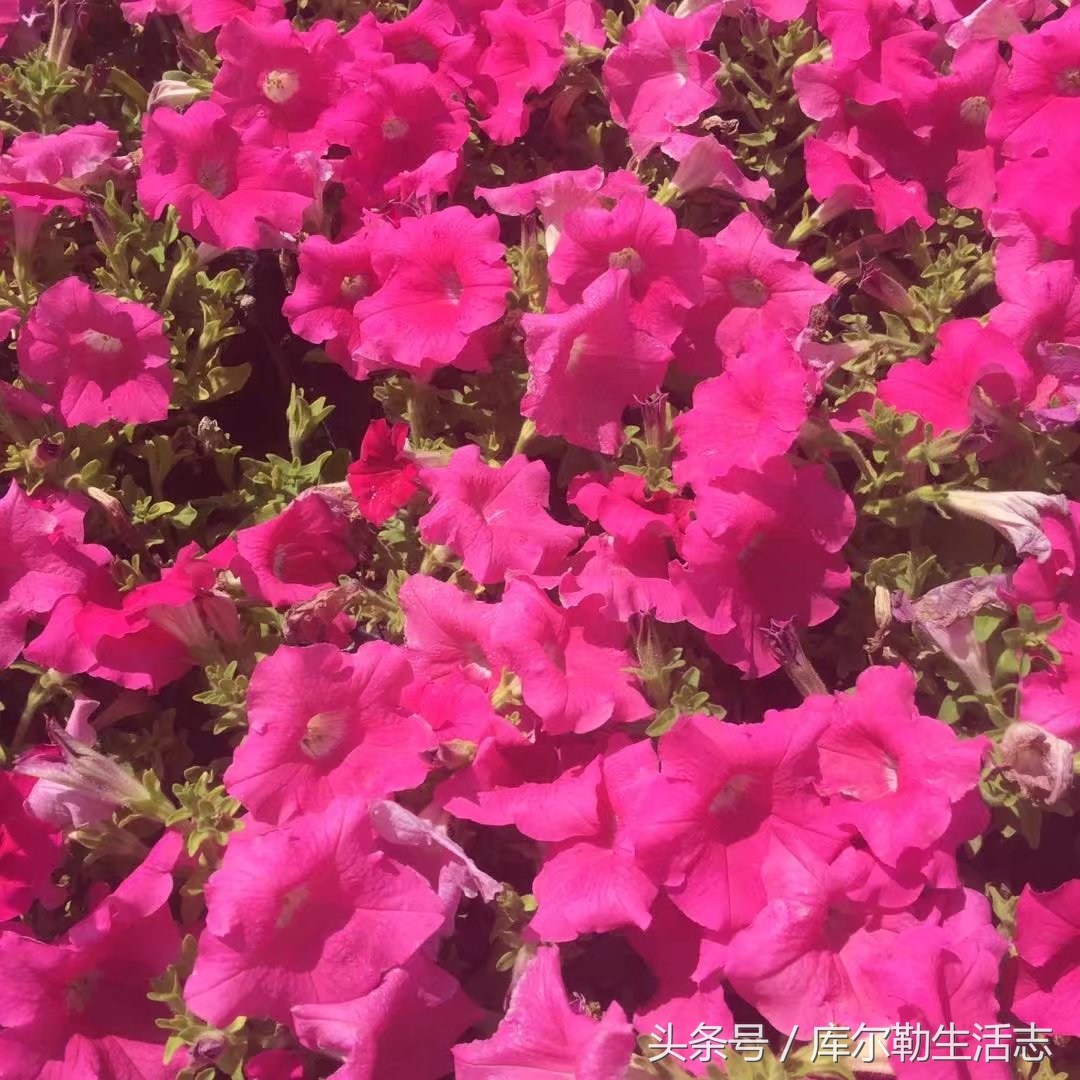 库尔勒绿化带,库尔勒绿化带灌木是什么