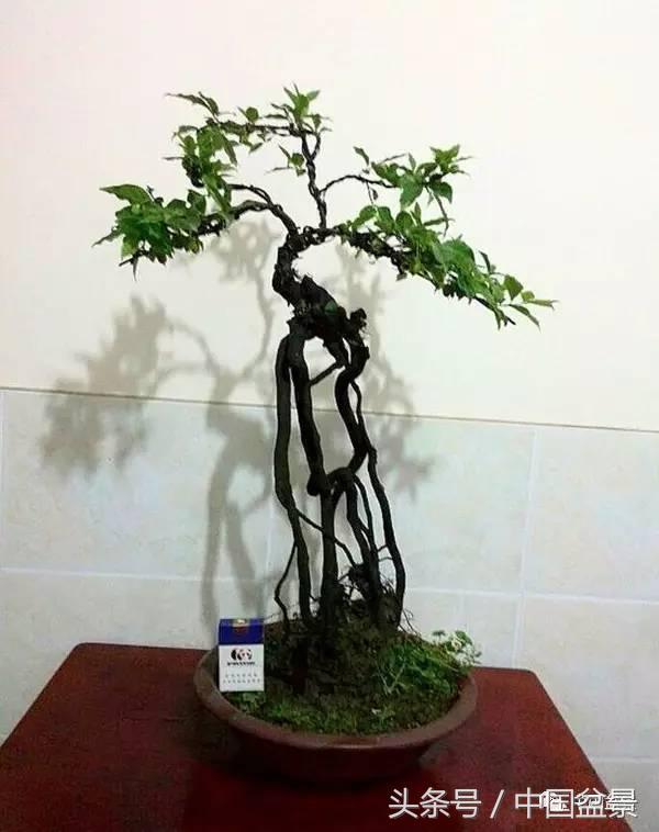 盆景悬根露爪美不胜收