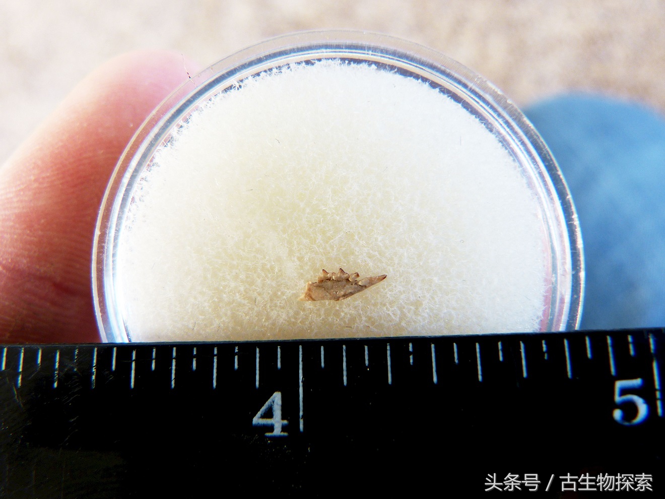 世界上最小的哺乳动物是什么,最小的哺乳生物