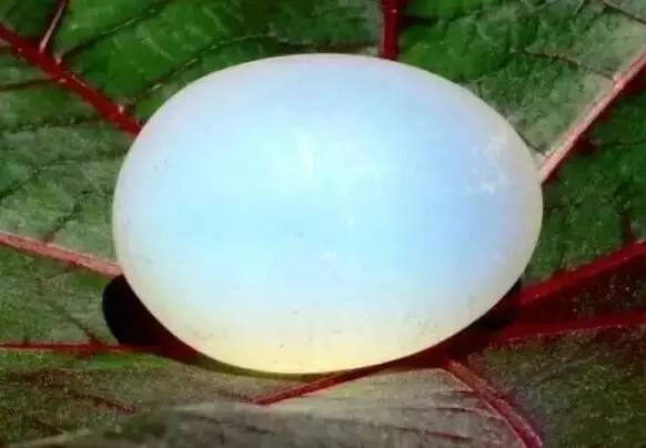 月光石海珍珠,月光石解读