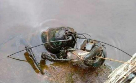 小龙虾养殖技术一亩投资多少钱,养殖小龙虾一亩一季的利润