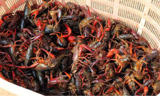 小龙虾养殖技术一亩投资多少钱,养殖小龙虾一亩一季的利润