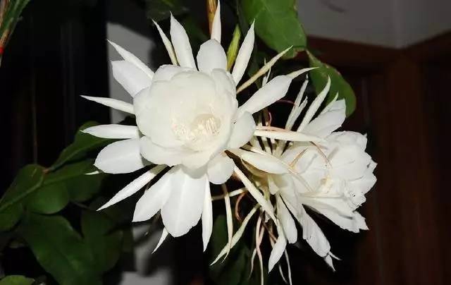 令箭荷花怎么养才能长得粗壮,令箭荷花怎样养才能长得茂盛