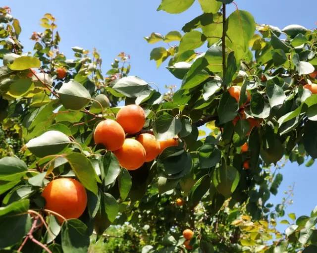 通海大樱桃采摘园优惠团购,响水坝采摘樱桃附近最近地方