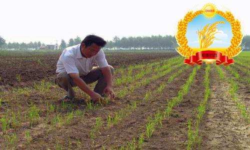 种稻田间杂草如何防治,农民的杂草怎么处理