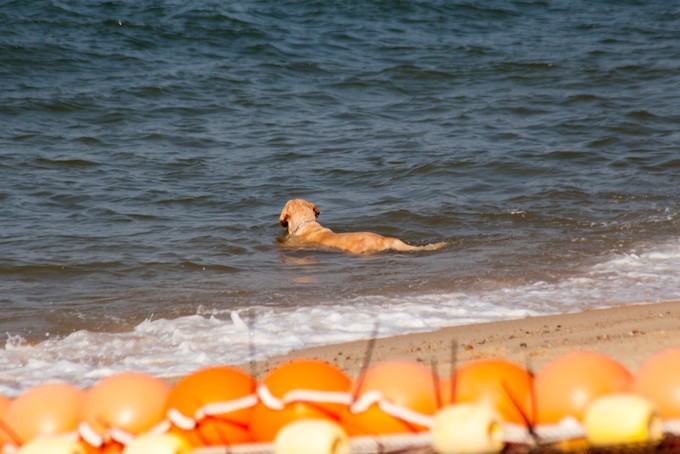 香港长洲离岛,长洲岛香港