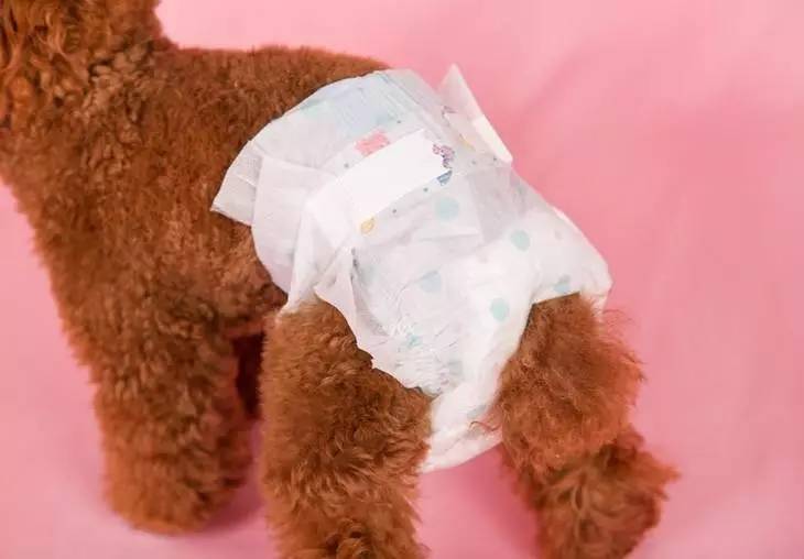 狗狗生理期怎么护理,狗狗来姨妈怎么护理比较好