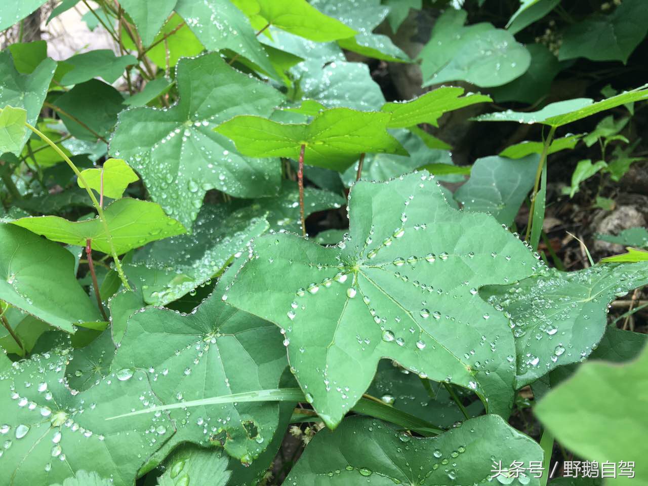 野鹅自驾:一个小泉眼,却养活了整个村子,冒出的气泡酷似珍珠!