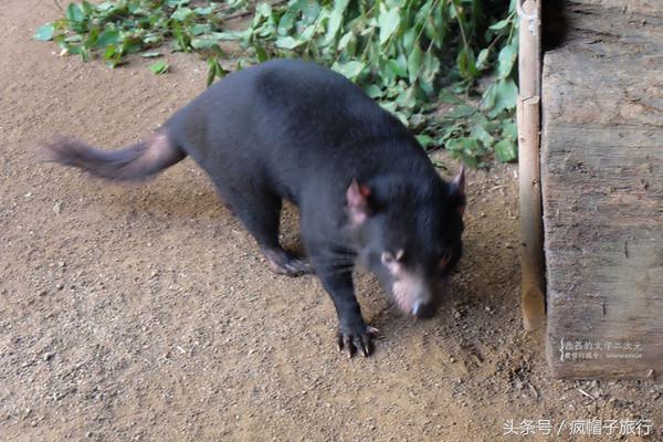 36个必须知道的澳洲旅行贴士,澳洲昆士兰州自由行攻略