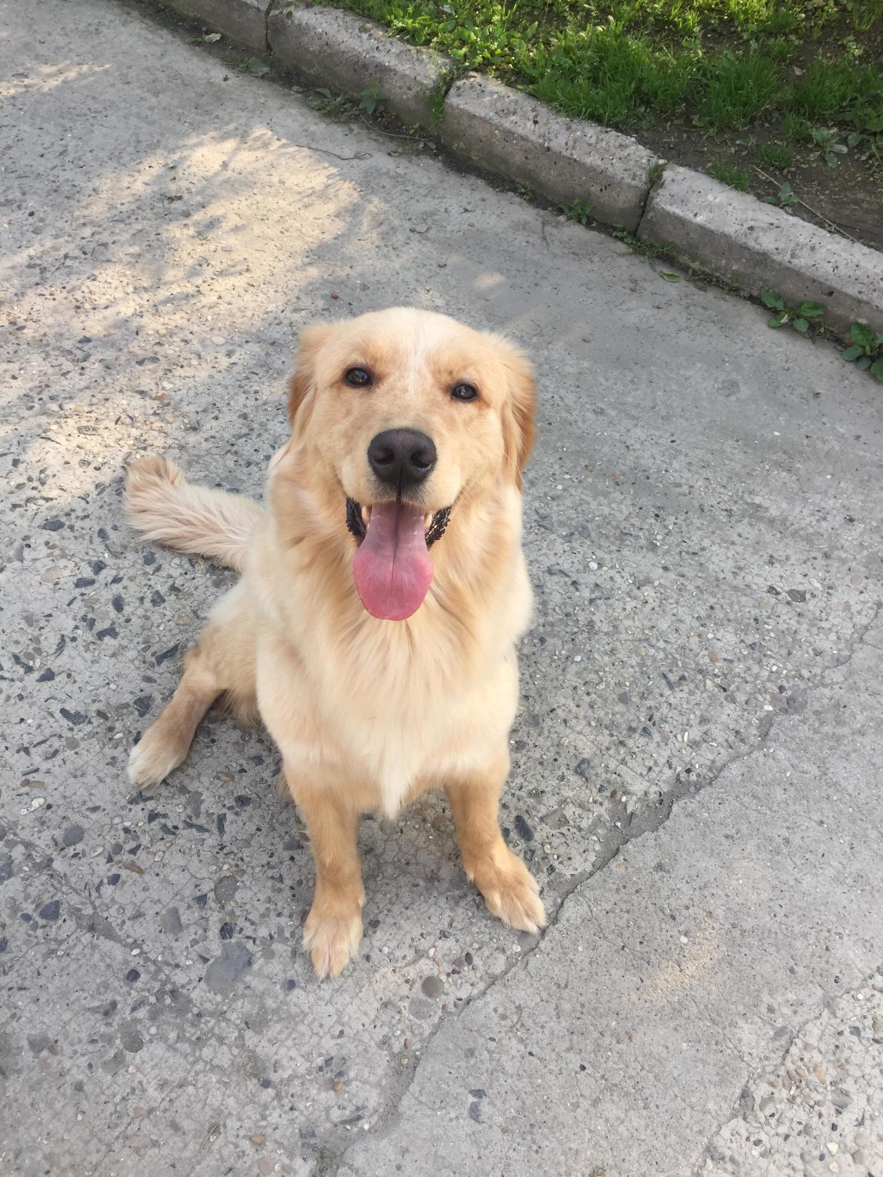 狗狗价格一览表2021,常见家养狗狗价格一览表