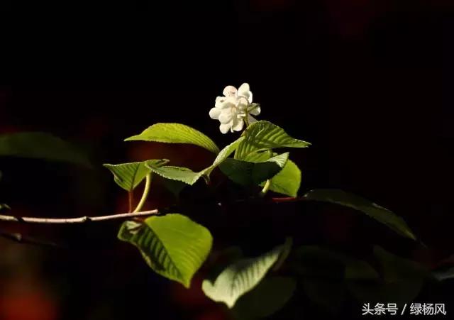 五一扬州瘦西湖风景区门票价格,2022年扬州瘦西湖门票多少钱