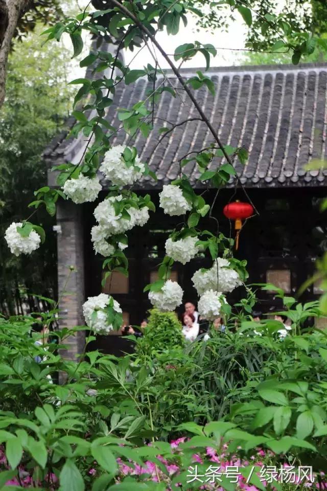 五一扬州瘦西湖风景区门票价格,2022年扬州瘦西湖门票多少钱