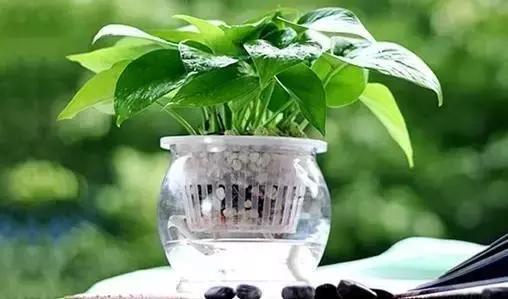 水培绿萝叶子发黄快速补救方法,水培绿萝怎么养才能更旺盛更绿