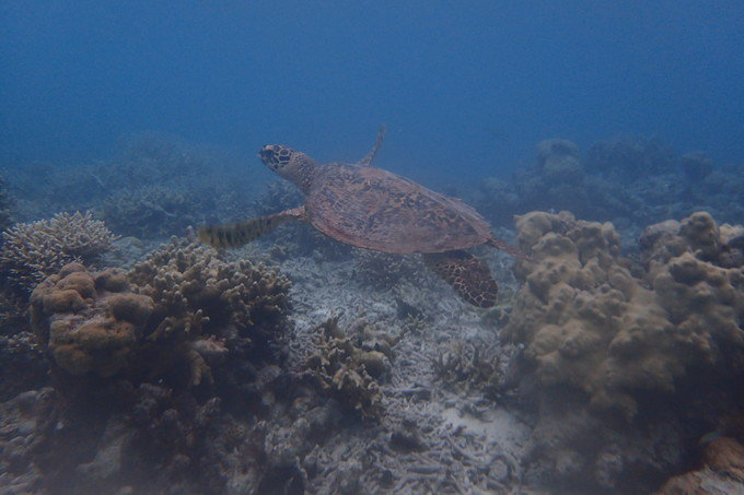 带着思念去旅行完整版,带着思念去海边