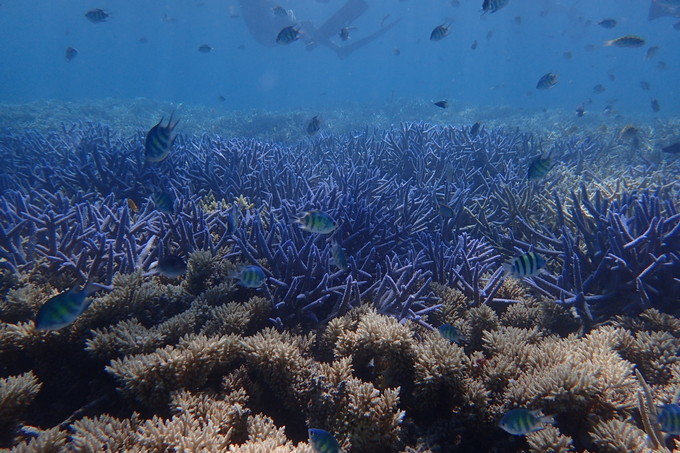 带着思念去旅行完整版,带着思念去海边