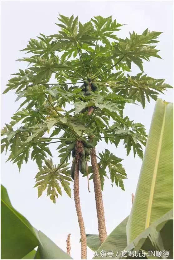 高配的自家农场农庄开始大放价,38蚊/打湛江生蚝!1蚊炸云吞