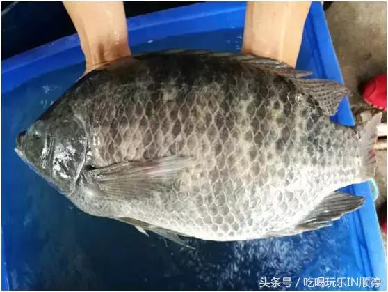 高配的自家农场农庄开始大放价,38蚊/打湛江生蚝!1蚊炸云吞