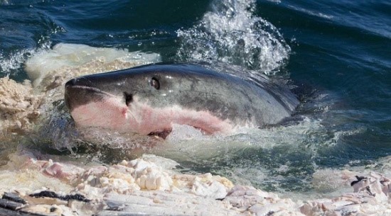 吃饱了撑的怎么办？鲨鱼干脆把胃吐出来