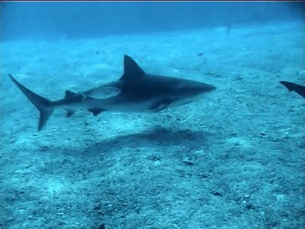 吃饱了撑的怎么办？鲨鱼干脆把胃吐出来