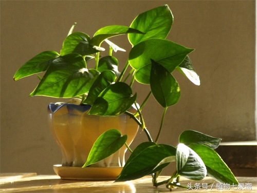 养花为什么要有土,养花浇水什么水最好