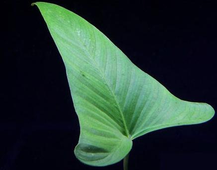 草缸适合新手的水草,草缸常见类水草推荐