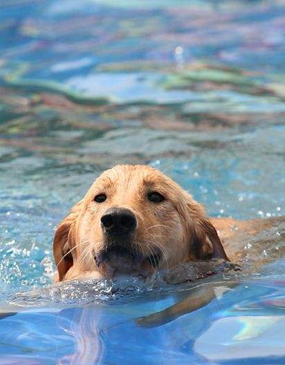 猫咪可以吃的雪糕该怎么做,猫咪能不能吃自制雪糕