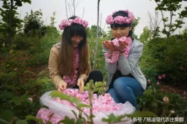 来穿越花海赴春天的约会,龙丽威大马士革玫瑰庄园