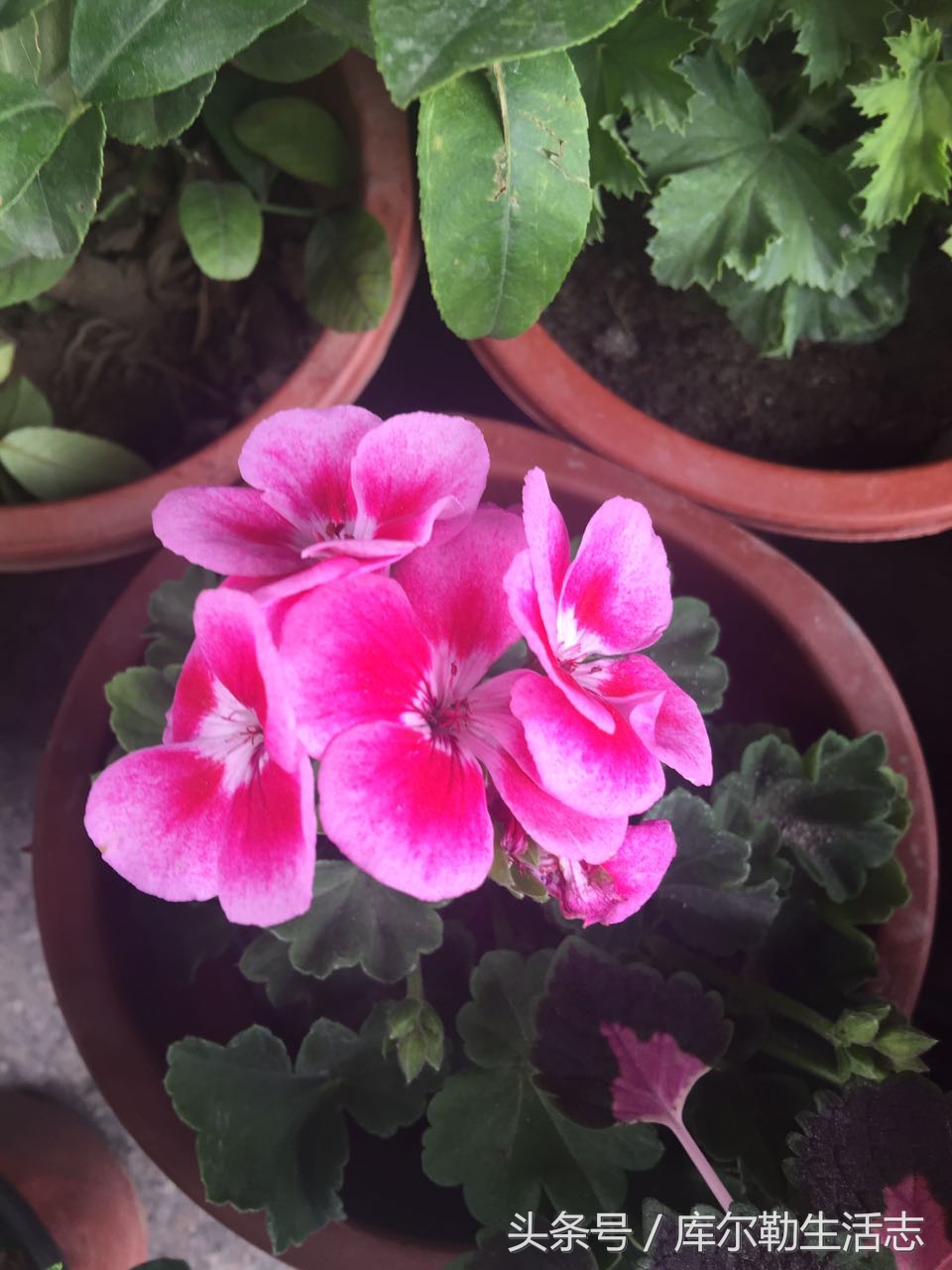 库尔勒绿化带,库尔勒绿化带灌木是什么