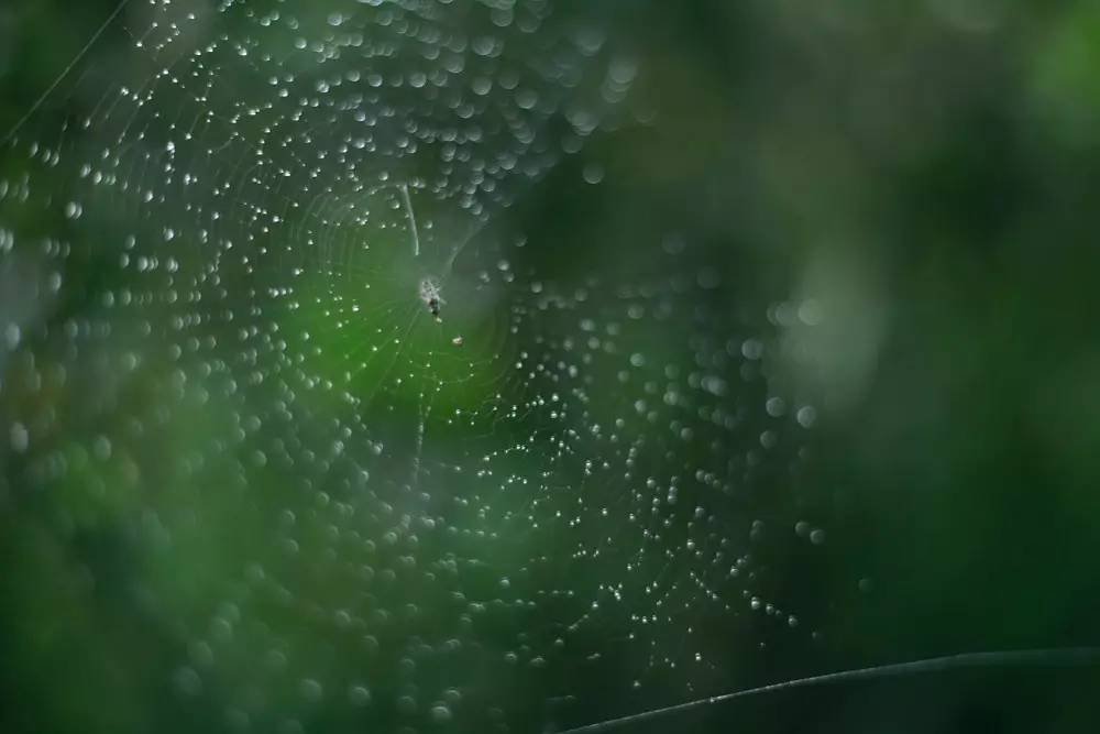 真正的金骏眉是什么样子的,金骏眉究竟什么样子的