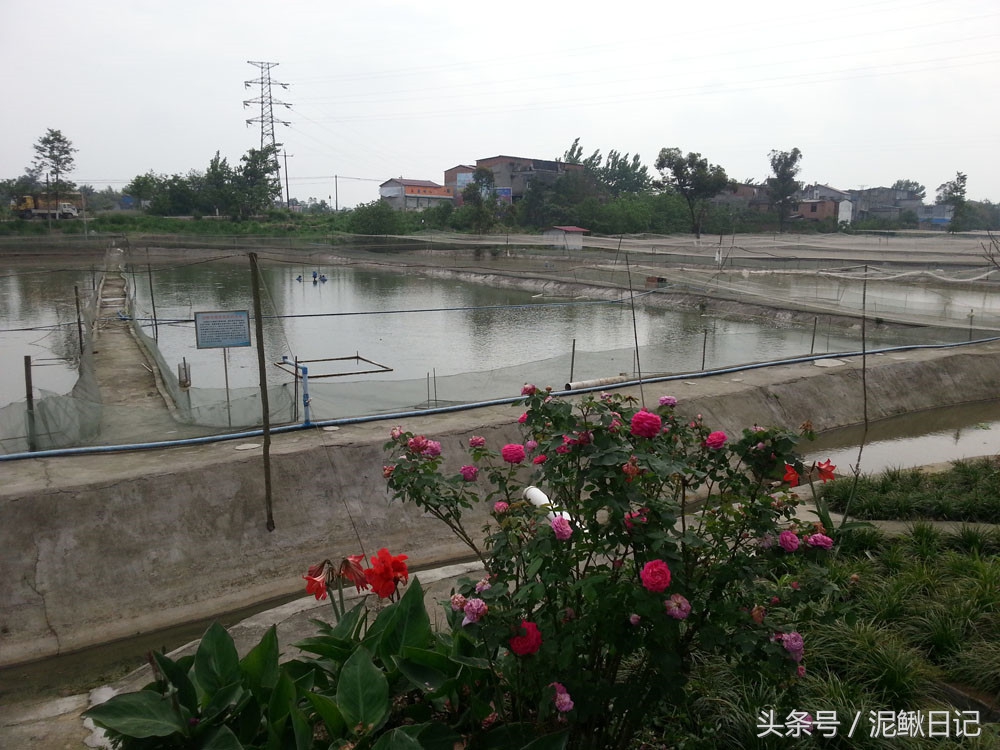 泥鳅养殖致富之路,泥鳅养殖新套路