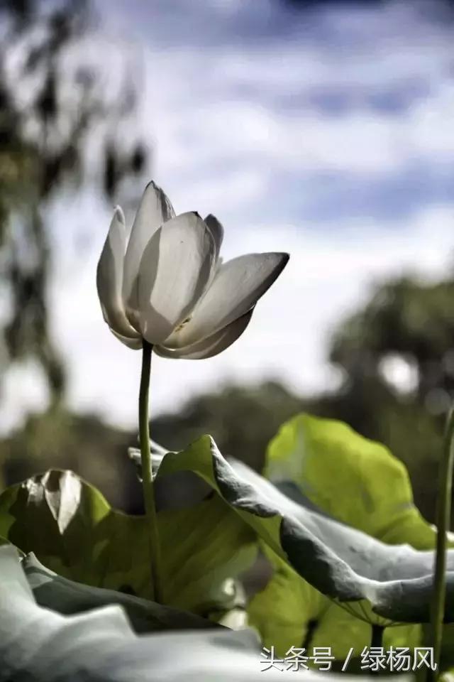 五一扬州瘦西湖风景区门票价格,2022年扬州瘦西湖门票多少钱