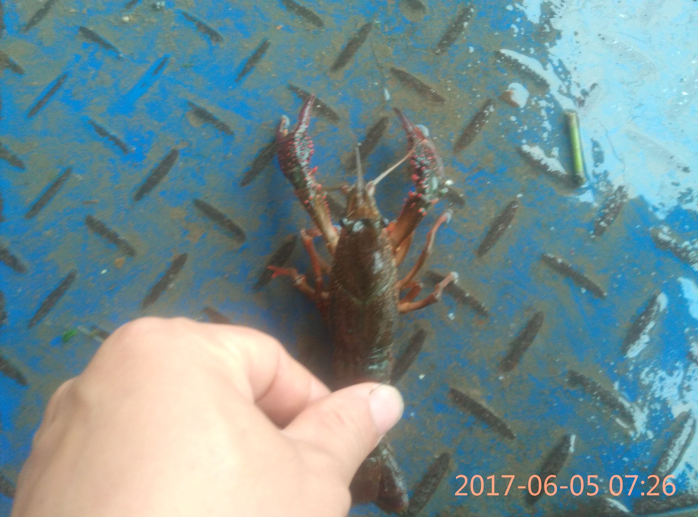 这简直是小龙虾养殖户的恶梦，看了就头痛，俗称铁虾，丁虾形成的原因，你还不看过来吗！