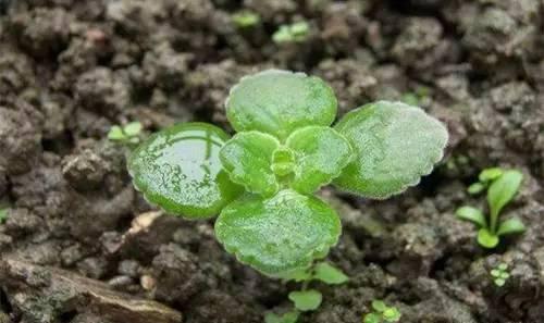 薄荷紫苏种子催芽,薄荷种子怎么种盆栽