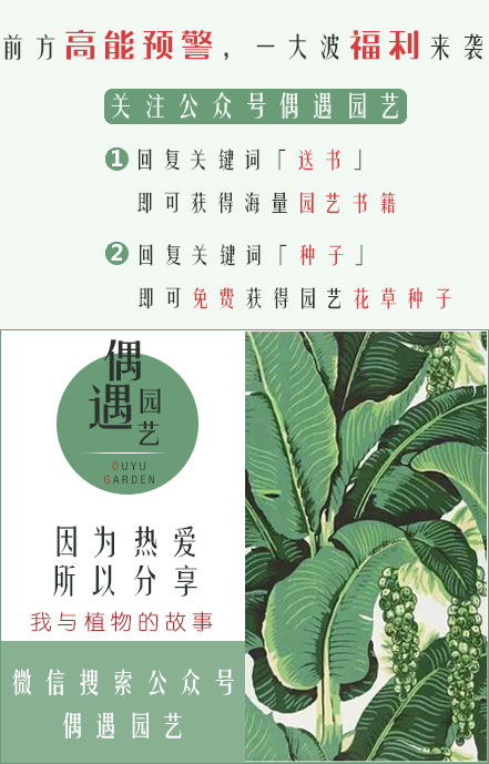 薄荷紫苏种子催芽,薄荷种子怎么种盆栽
