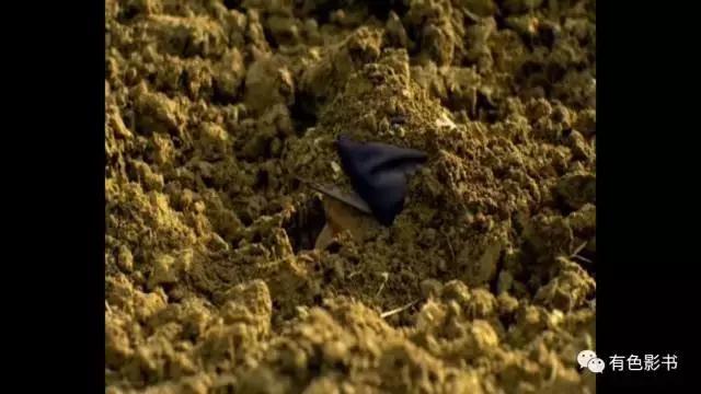 你个*日的狗**，居然想活埋你爷爷？