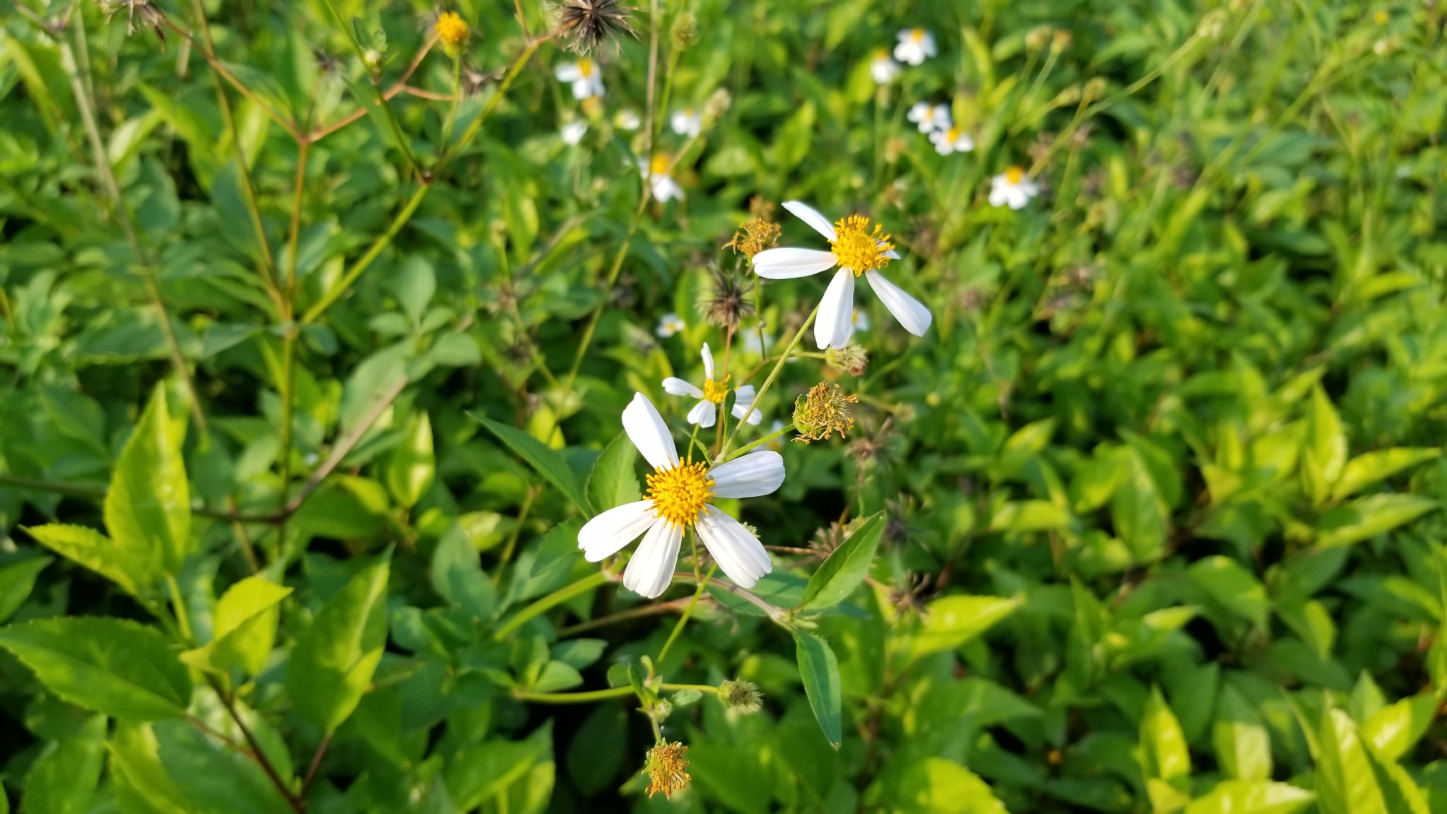 三星s8美版和国行的区别,三星s8国行刷什么系统