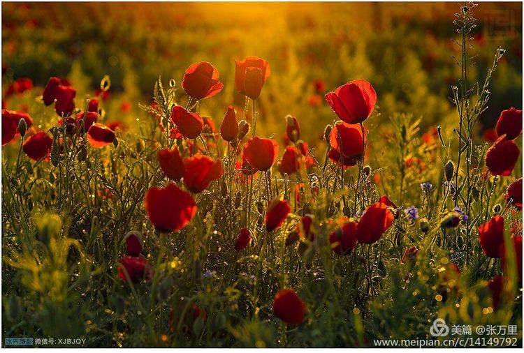 美丽*疆新**100张——美在雪山,美在草原,美在戈壁,美在心灵!