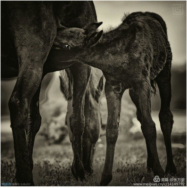 美丽*疆新**100张——美在雪山,美在草原,美在戈壁,美在心灵!