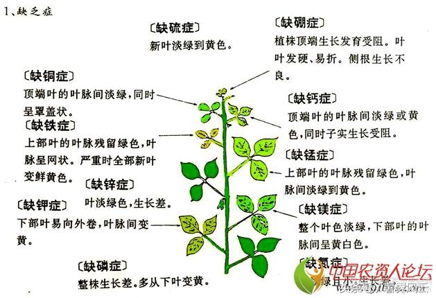 种薯技术视频大全,毛薯的管理过程和施肥技术