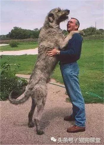 鐖卞皵鍏扮寧鐙肩姮鎹曠嫾瑙嗛,鐖卞皵鍏扮寧鐙肩姮鍜屽潕楂樼姮