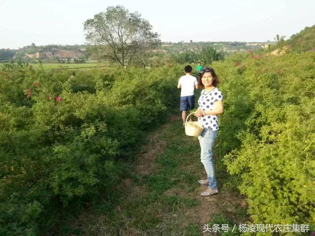 来穿越花海赴春天的约会,龙丽威大马士革玫瑰庄园