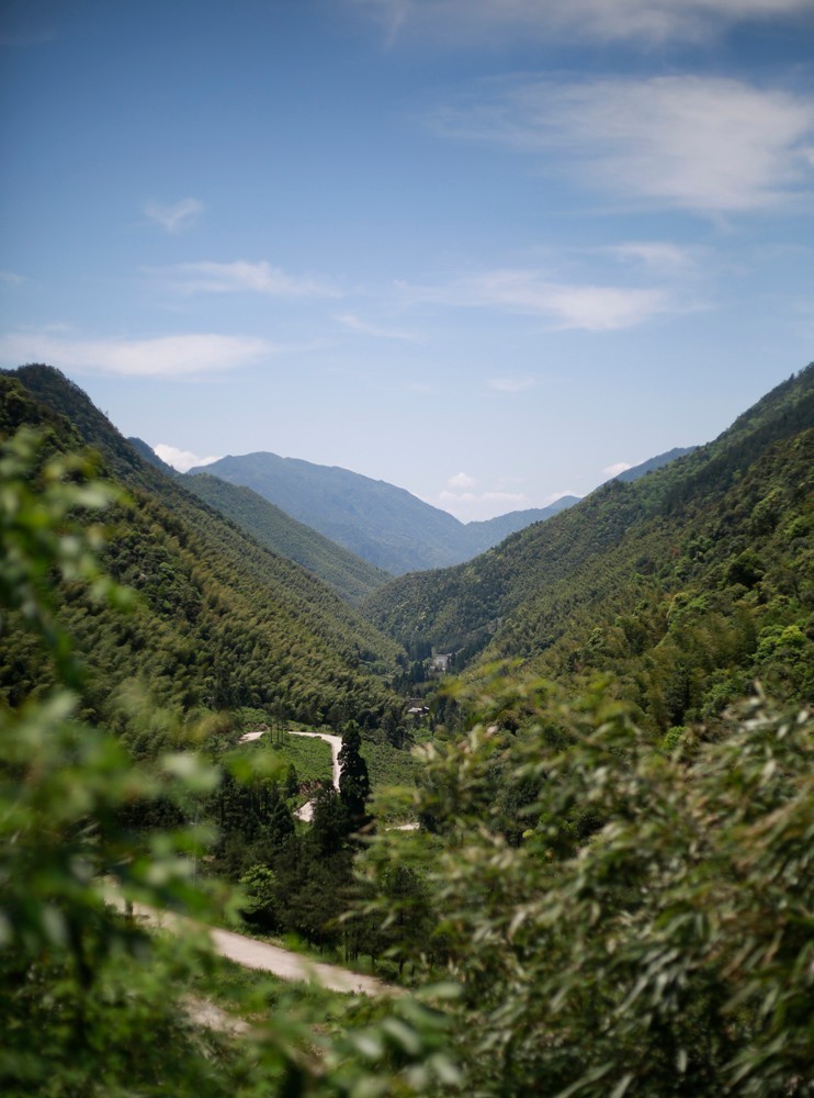 真正的金骏眉是什么样子的,金骏眉究竟什么样子的