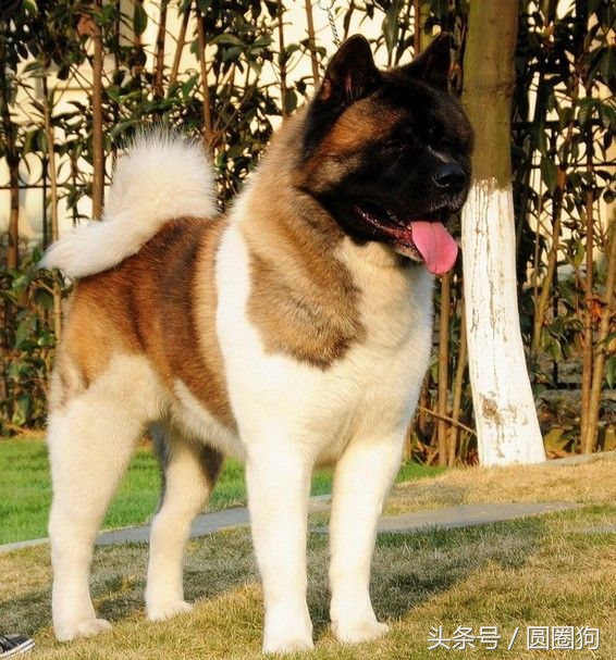 世界名犬柯基犬,阿里犬舍美系秋田犬