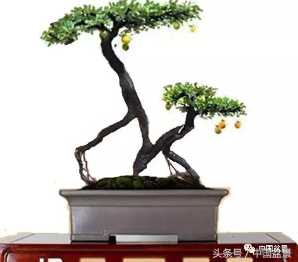 盆景悬根露爪美不胜收