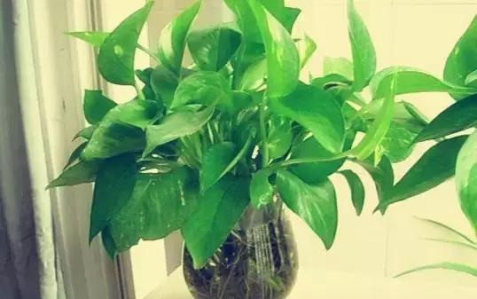水培绿萝叶子发黄快速补救方法,水培绿萝怎么养才能更旺盛更绿