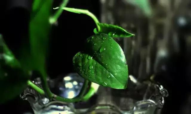 水培绿萝叶子发黄快速补救方法,水培绿萝怎么养才能更旺盛更绿
