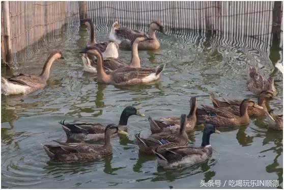 高配的自家农场农庄开始大放价,38蚊/打湛江生蚝!1蚊炸云吞